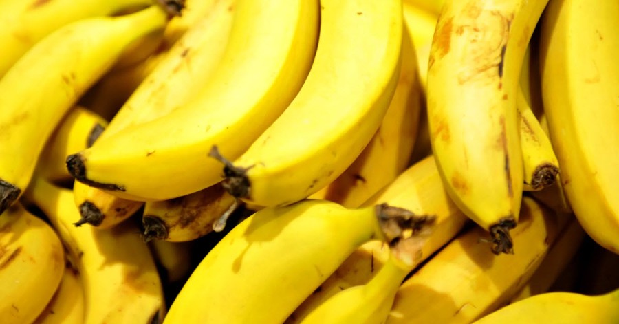 First Dutch bananas could help tackle worldwide fungal threat